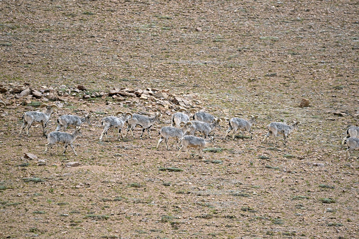 Blue Sheep | Foto da Liu Bin