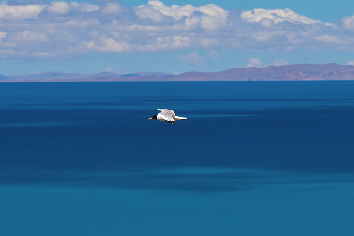 Brown Headed Gull | Foto da Liu Bin