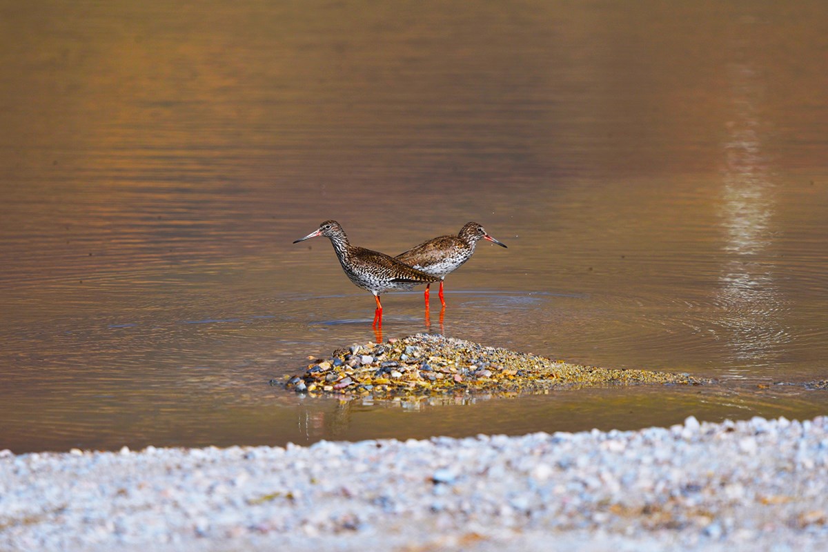 Common Headed Gull | Foto da Liu Bin