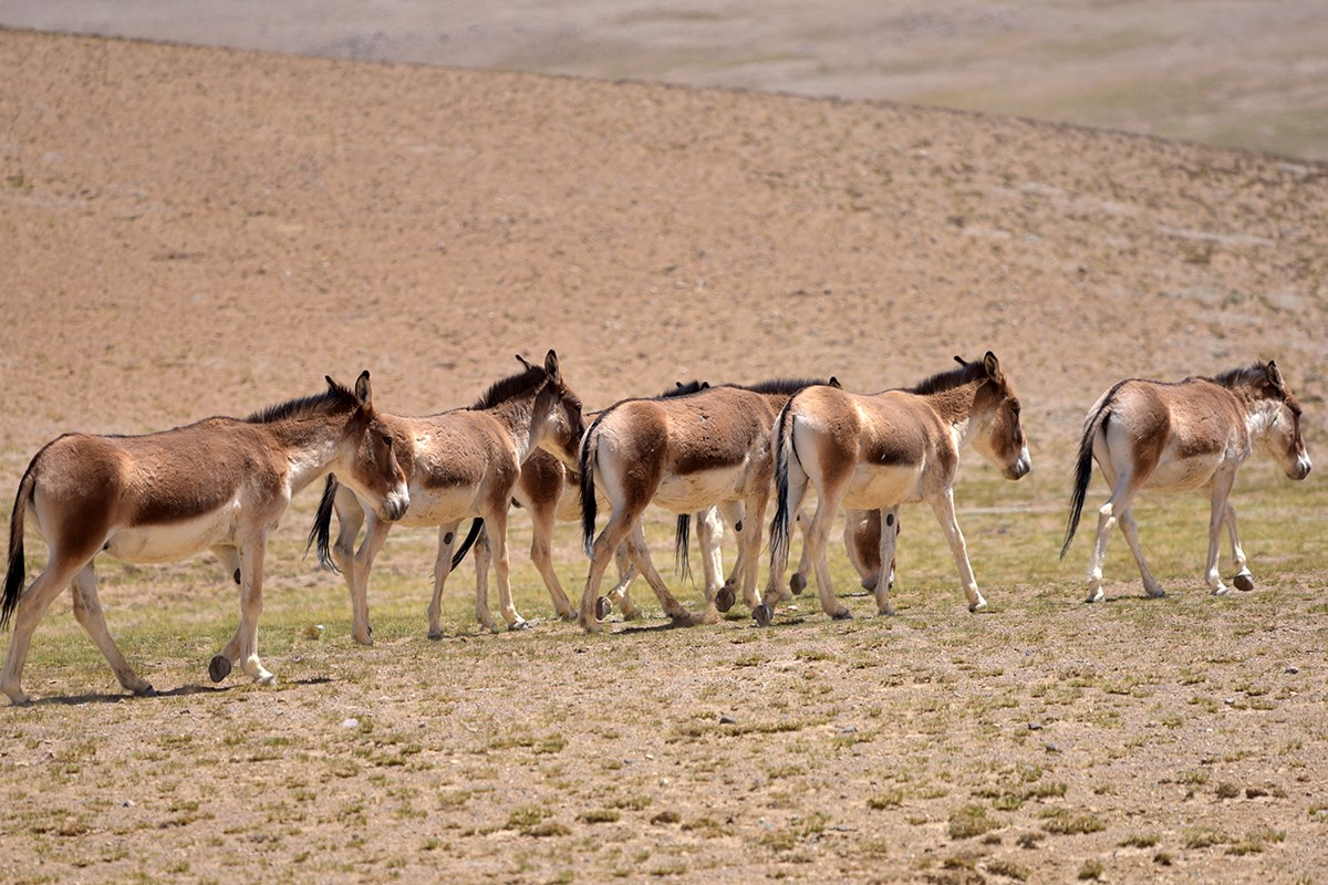 Kiang | Foto da Liu Bin