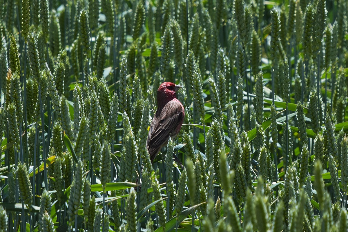 Pink Rumped Rosefinch | Foto da Liu Bin