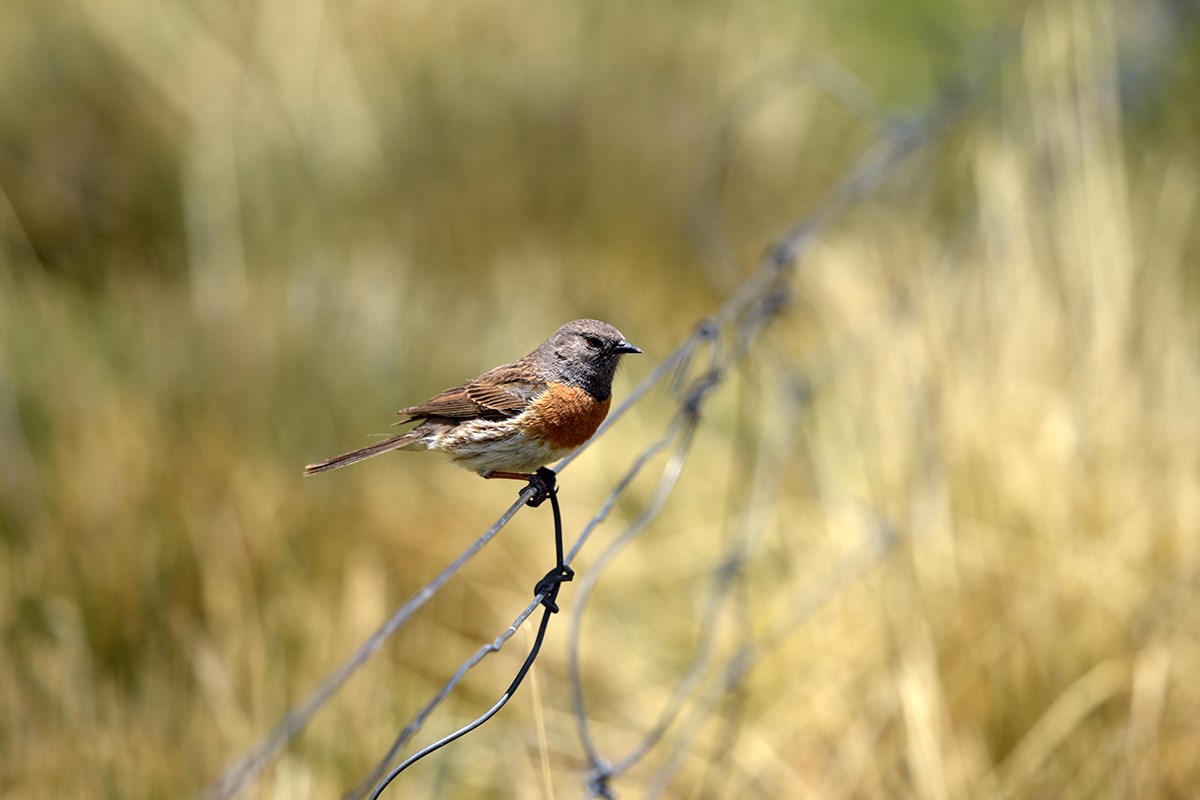 Robin Accentor | Foto da Liu Bin