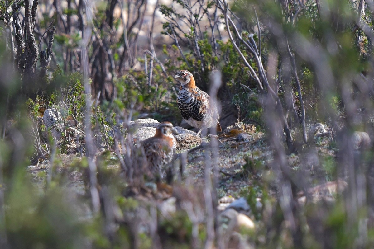 Tibetan Partridge | Foto da Liu Bin