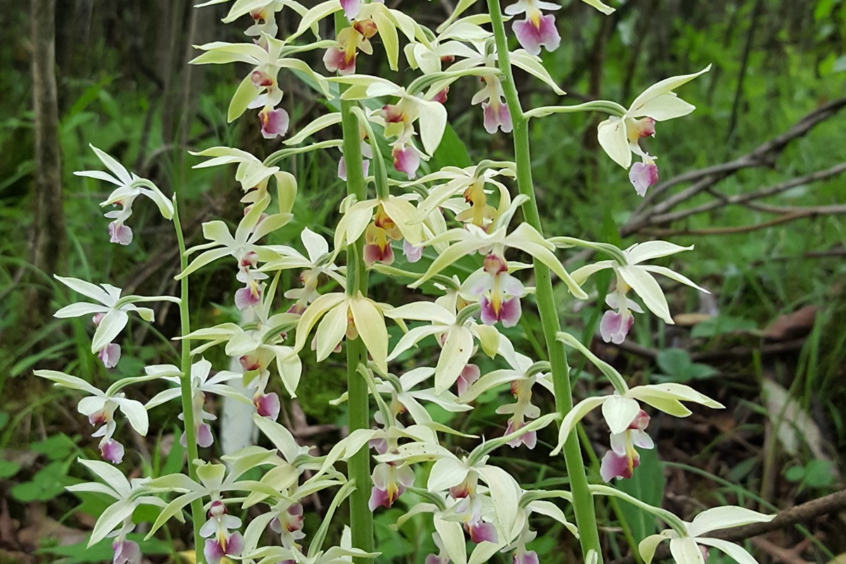 Calanthe Brevicornu | Foto da Zhang Yong