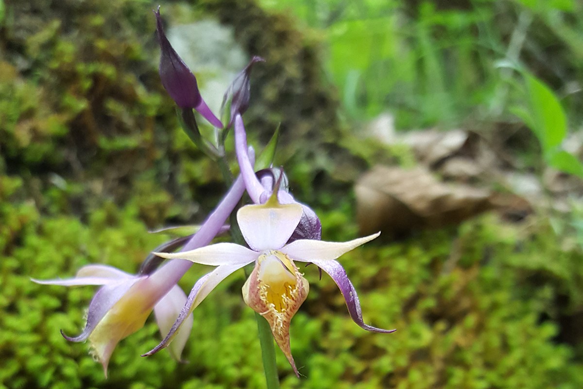 Calanthe alpina | Foto da Zhang Yong