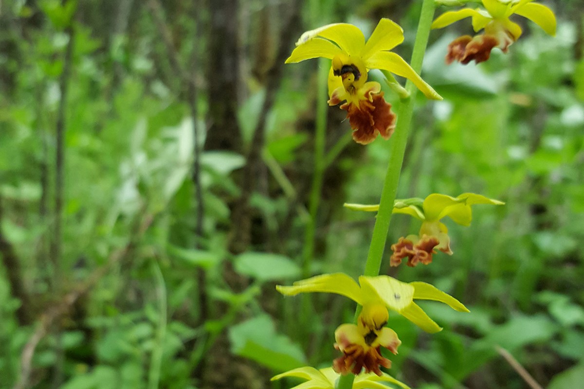 Calanthe ricarinata | Foto da Zhang Yong