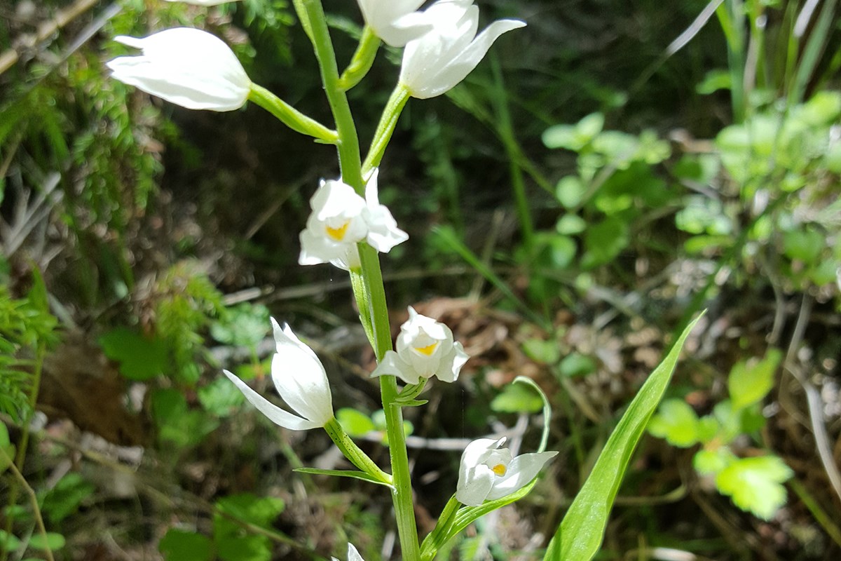 Cephalanthera longifolia | Foto da Zhang Yong