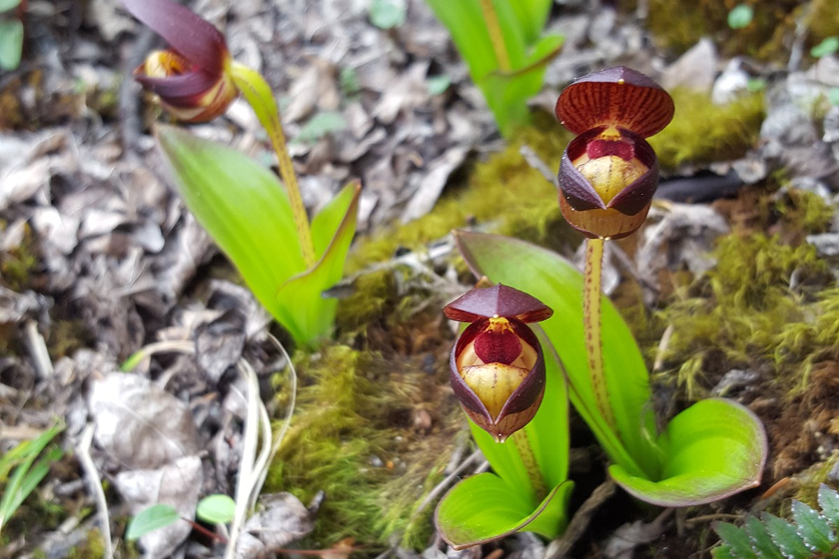 Cypripedium barrdolphianum | Foto da Zhang Yong