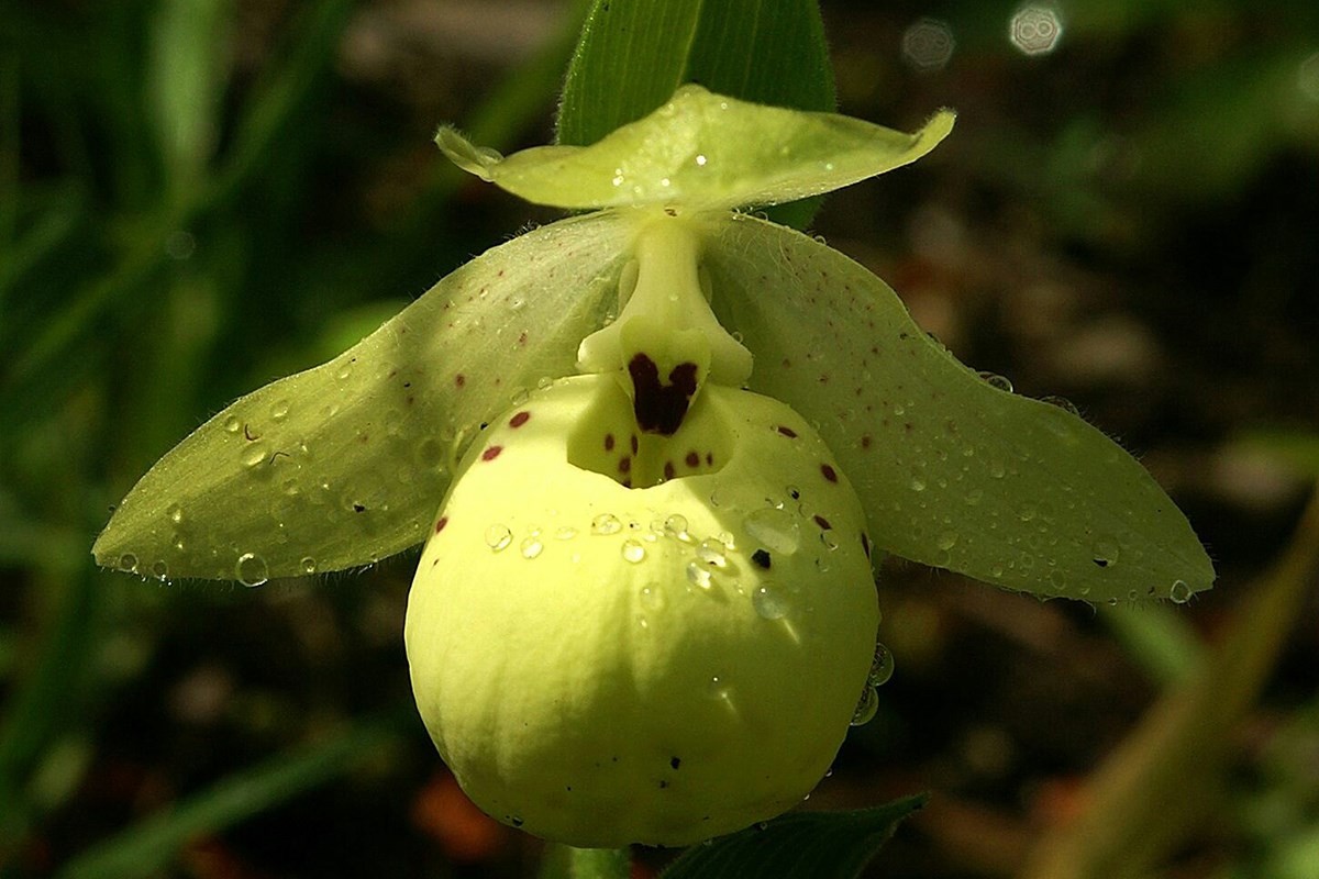 Cypripedium flavum | Foto da Zhang Yong