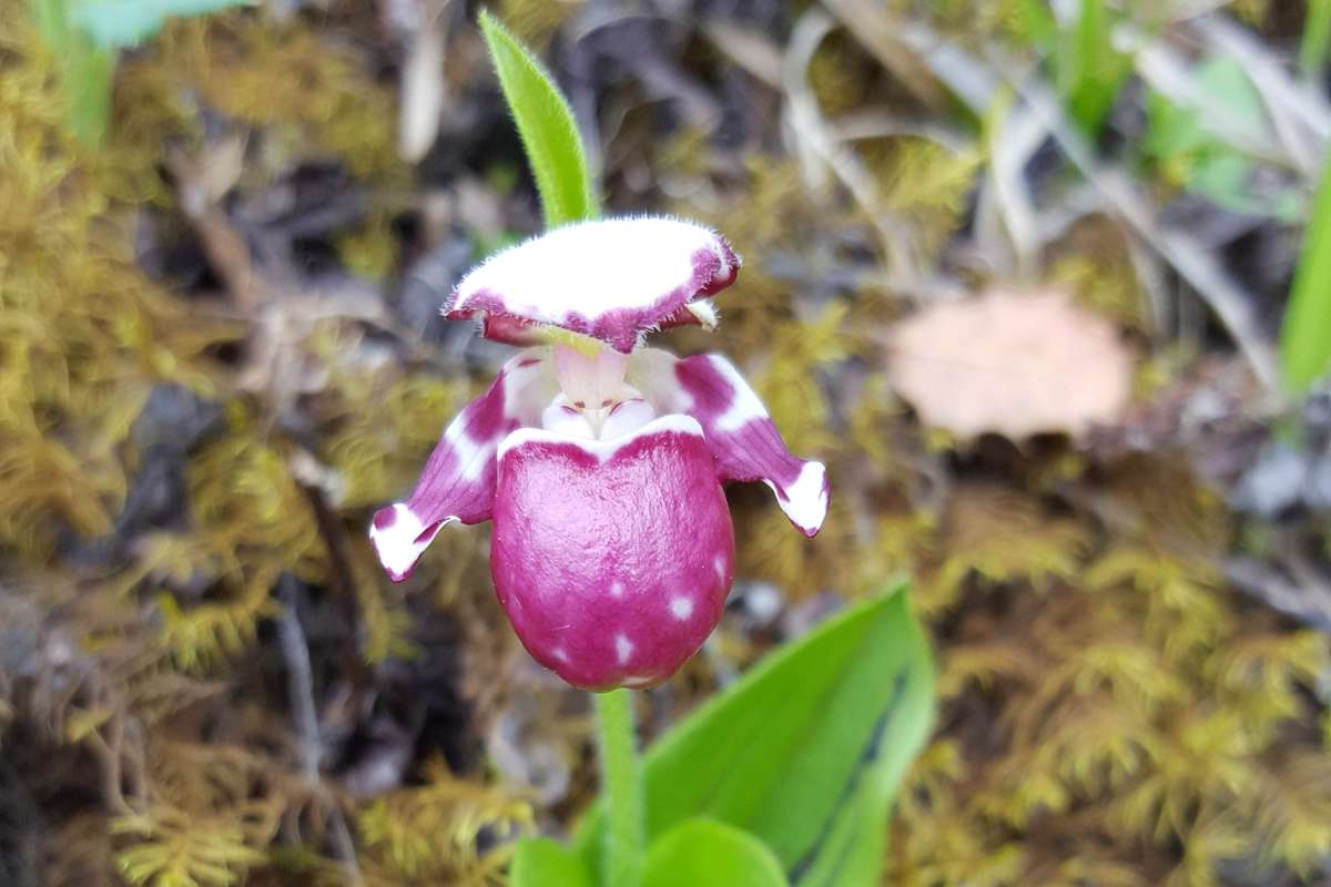 Cypripedium guttatum | Foto da Zhang Yong