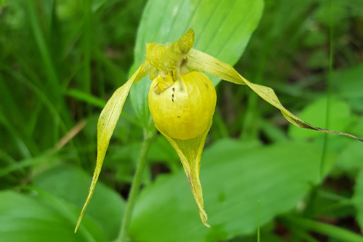 Cypripedium henryi | Foto da Zhang Yong