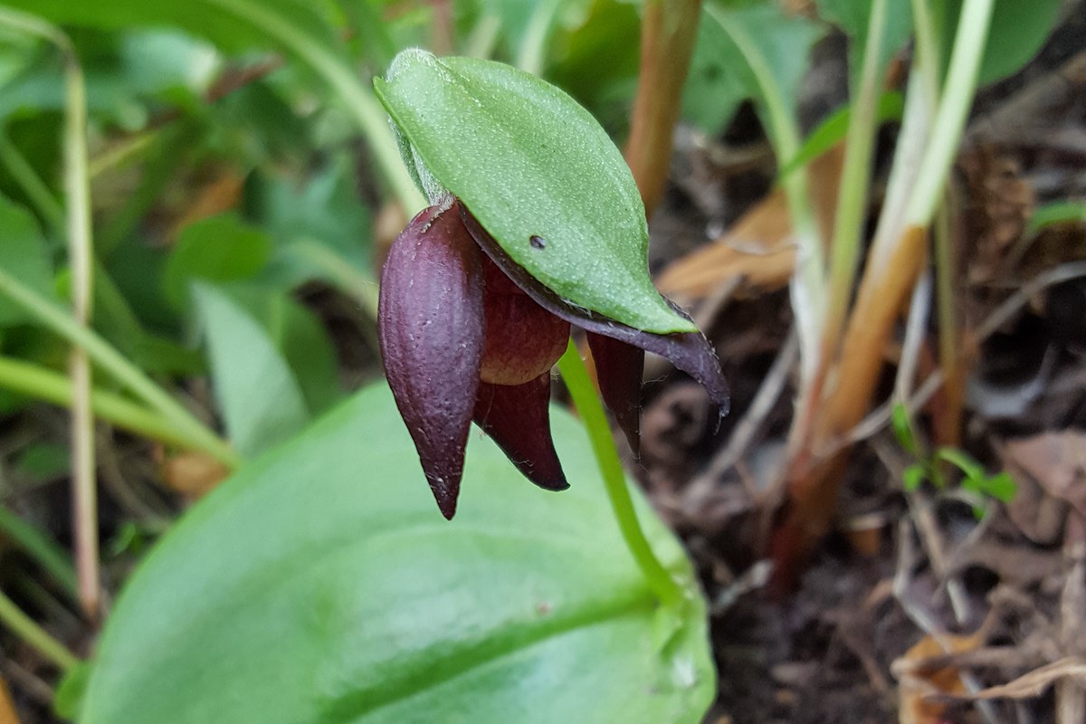 Cypripedium palangshanense | Foto da Zhang Yong