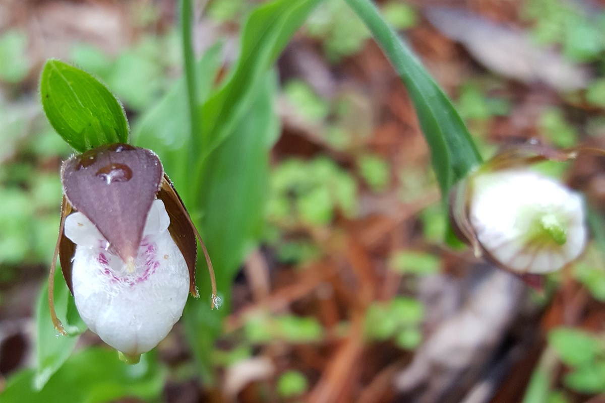 Cypripedium plectrochilum | Foto da Zhang Yong