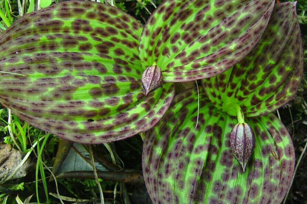 Cypripedium sichuannense | Foto da Zhang Yong