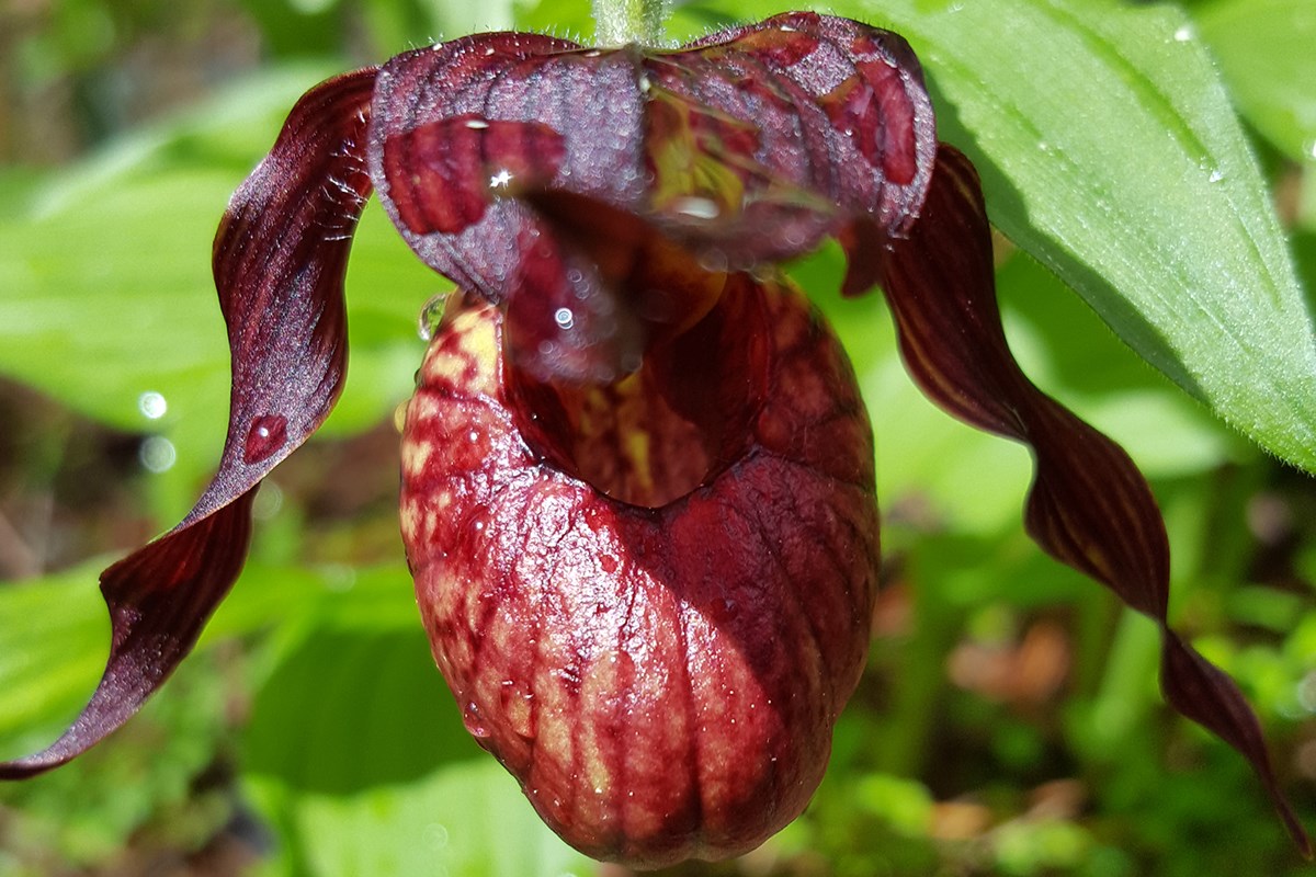Cypripedium tibeticum | Foto da Zhang Yong