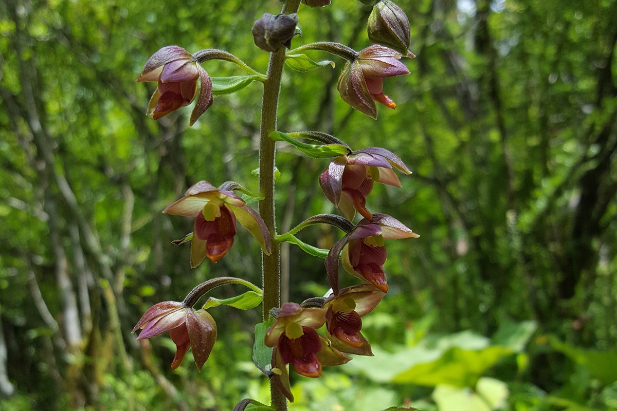 Epipactis mairei | Foto da Zhang Yong