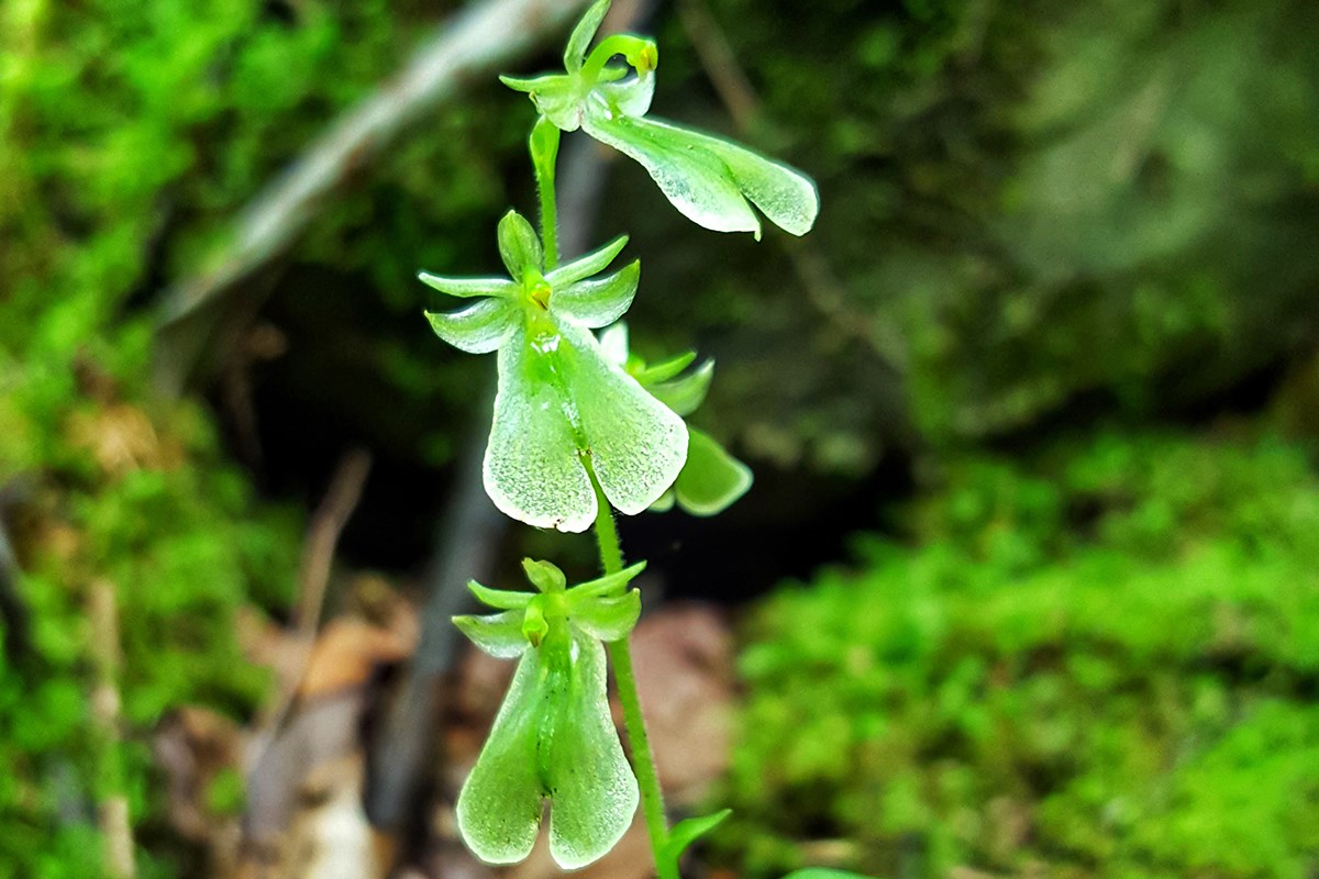 Listera Grandiflora | Foto da Zhang Yong