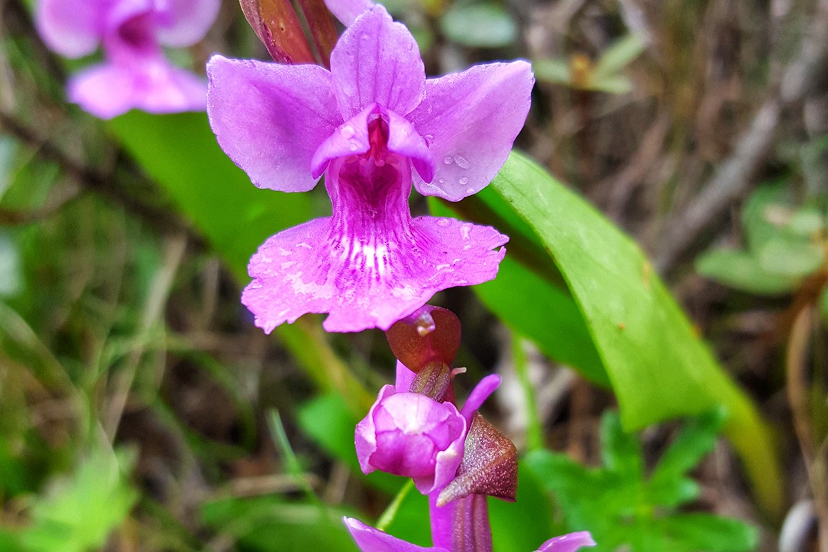 Orchis chusua | Foto da Zhang Yong