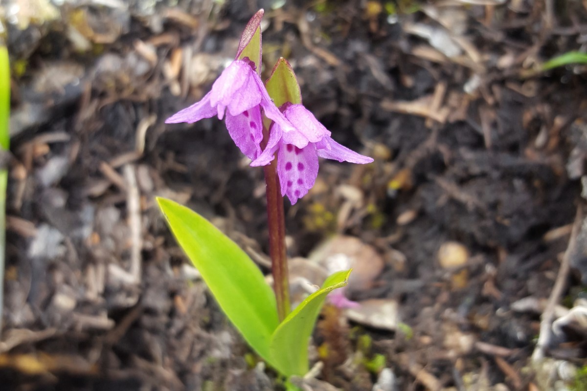 Orchis diantha | Foto da Zhang Yong