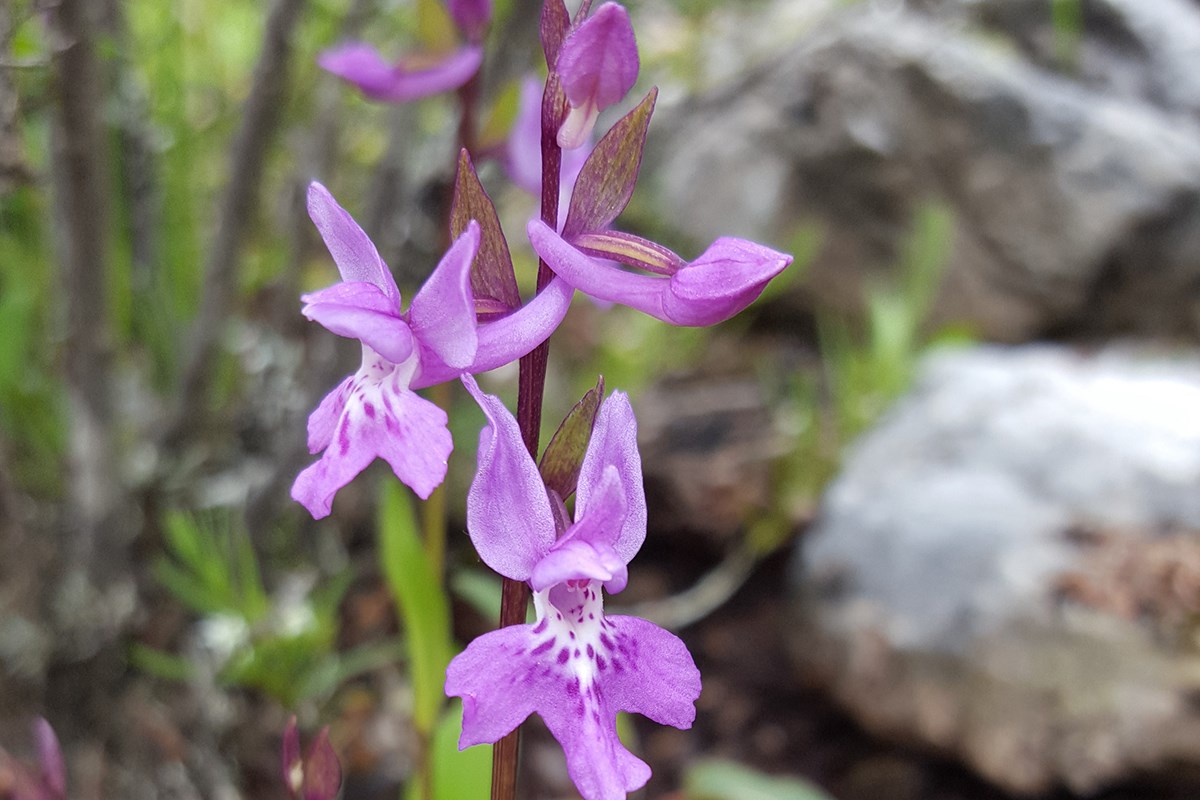 Orchis roborovskii | Foto da Zhang Yong