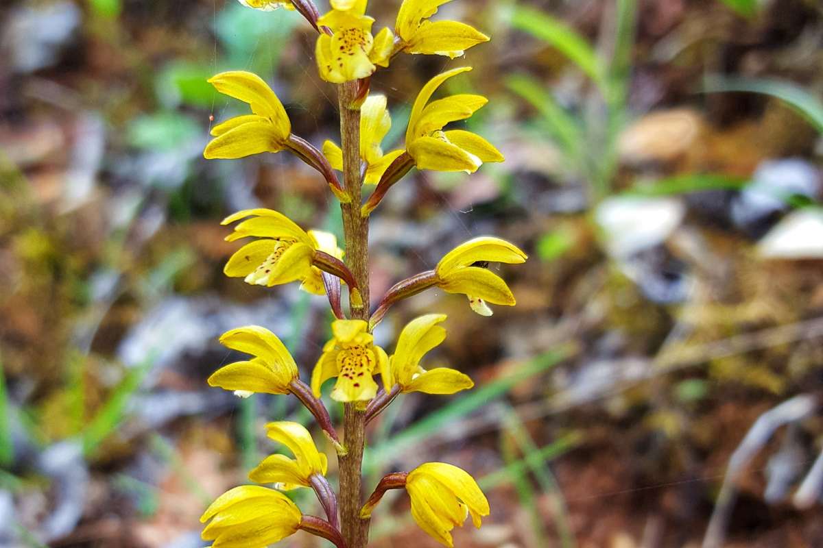 Oreorchis erythrochrysea | Foto da Zhang Yong
