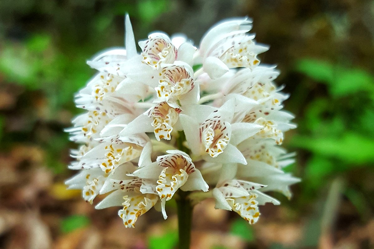 Oreorchis fargesii | Foto da Zhang Yong
