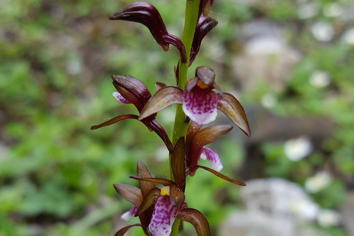 Oreorchis indica | Foto da Zhang Yong