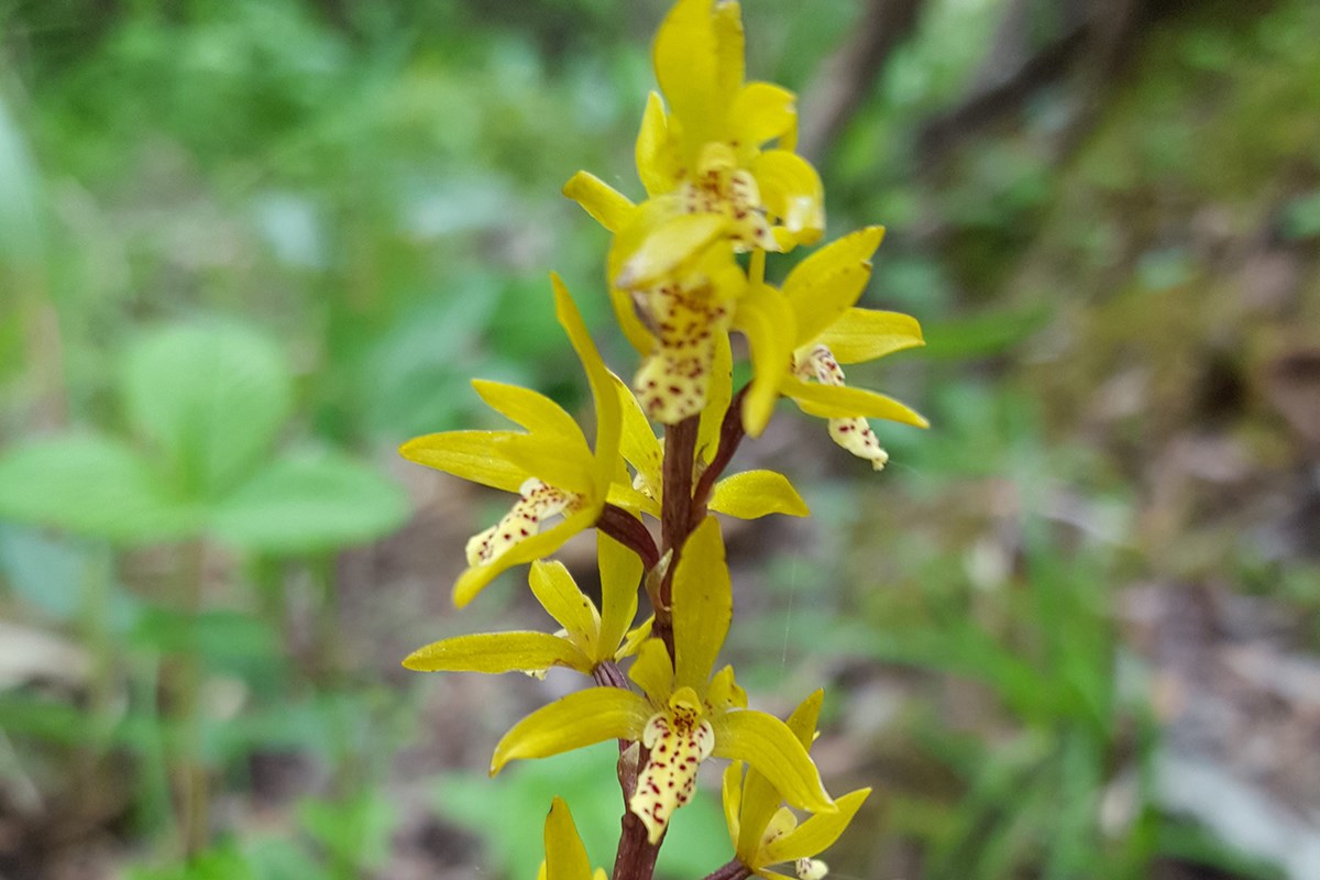 Oreorchis nana | Foto da Zhang Yong