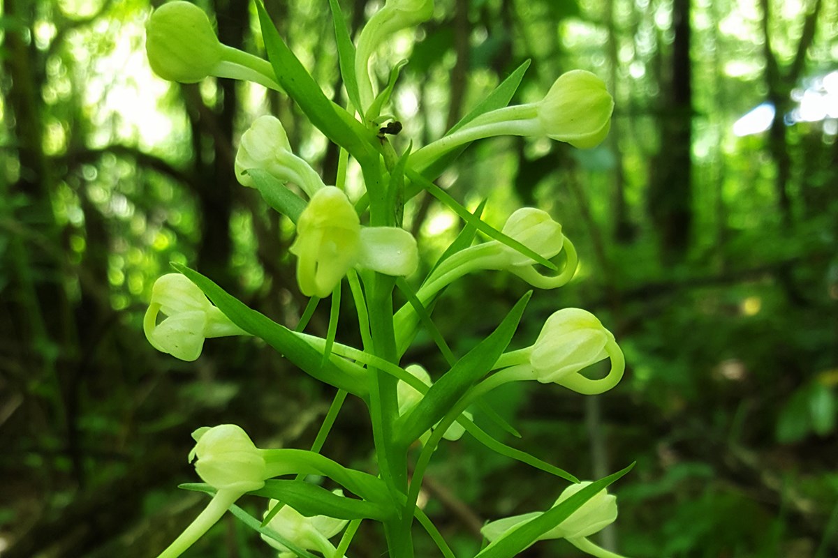 Platanthera japonica | Foto da Zhang Yong