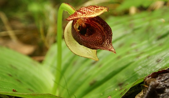 Viaggio di Osservazione delle Orchidee nel Sichuan Occidentale