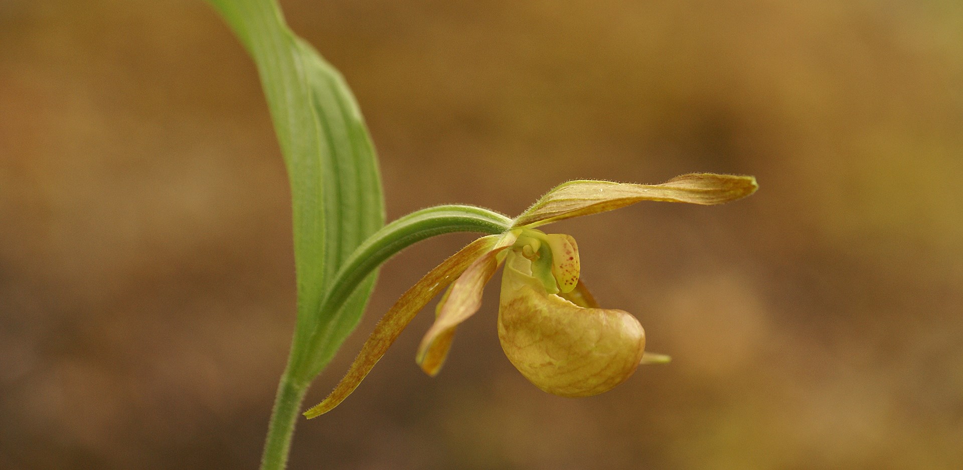 Viaggio di Osservazione delle Orchidee nel Sichuan Occidentale