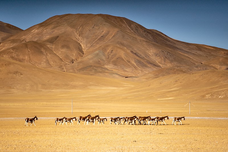 Kiang in West Tibet