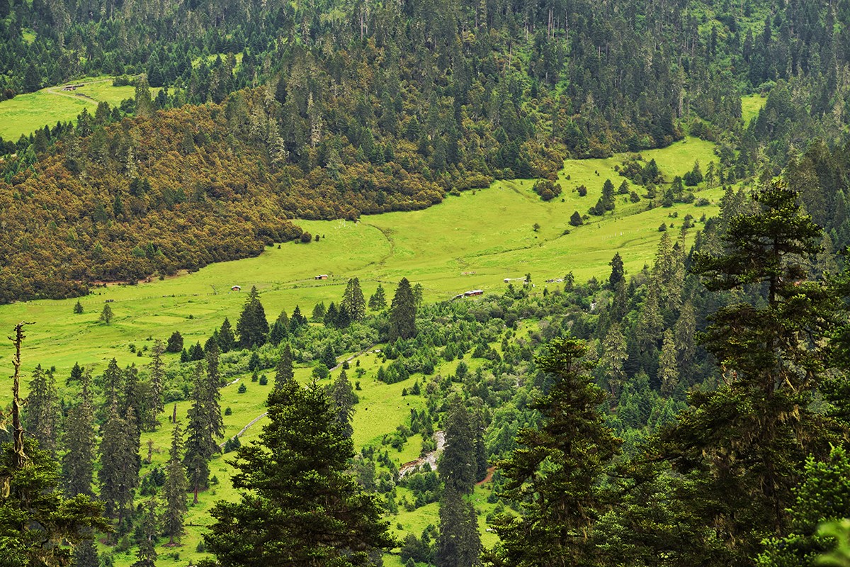 Lulang Forest | Foto da Liu Bin