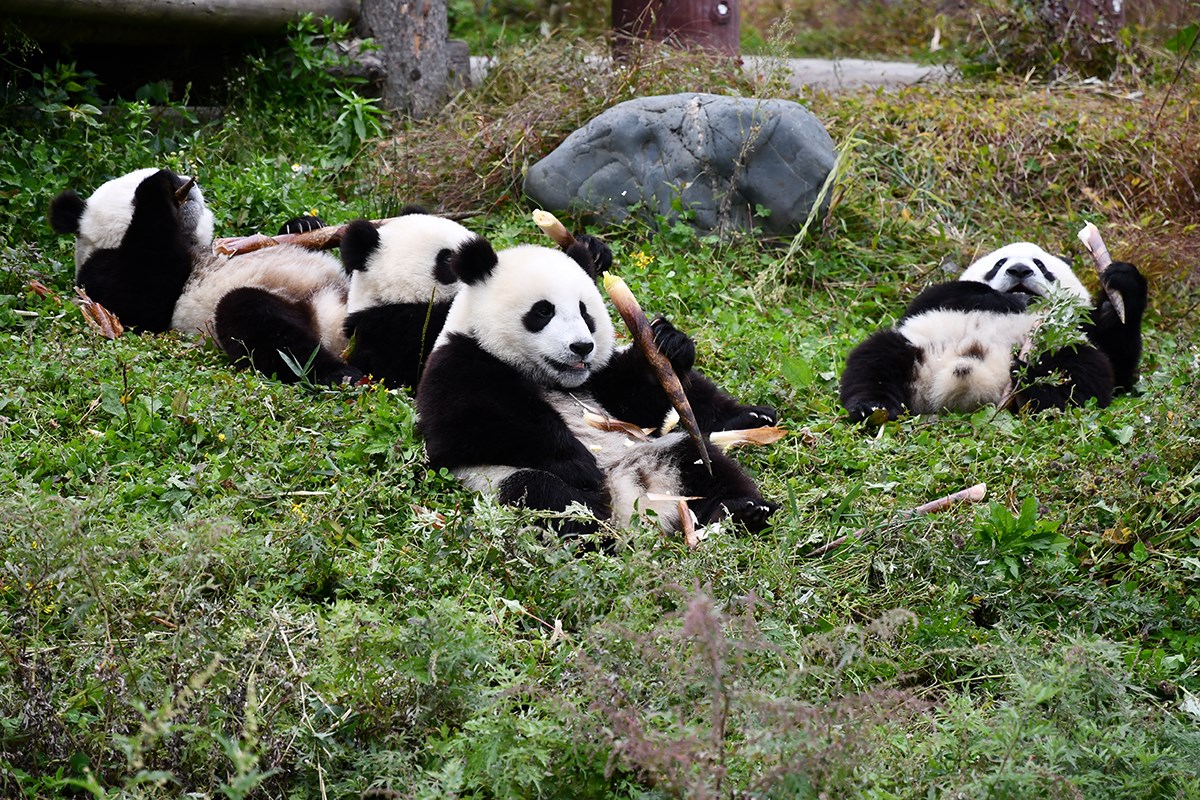 Panda in Wolong | Foto da Liu Bin