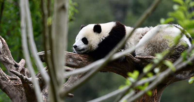 Panda in Wolong