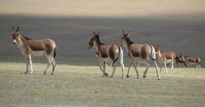 Wildesel in Nordtibet Qiangtang 