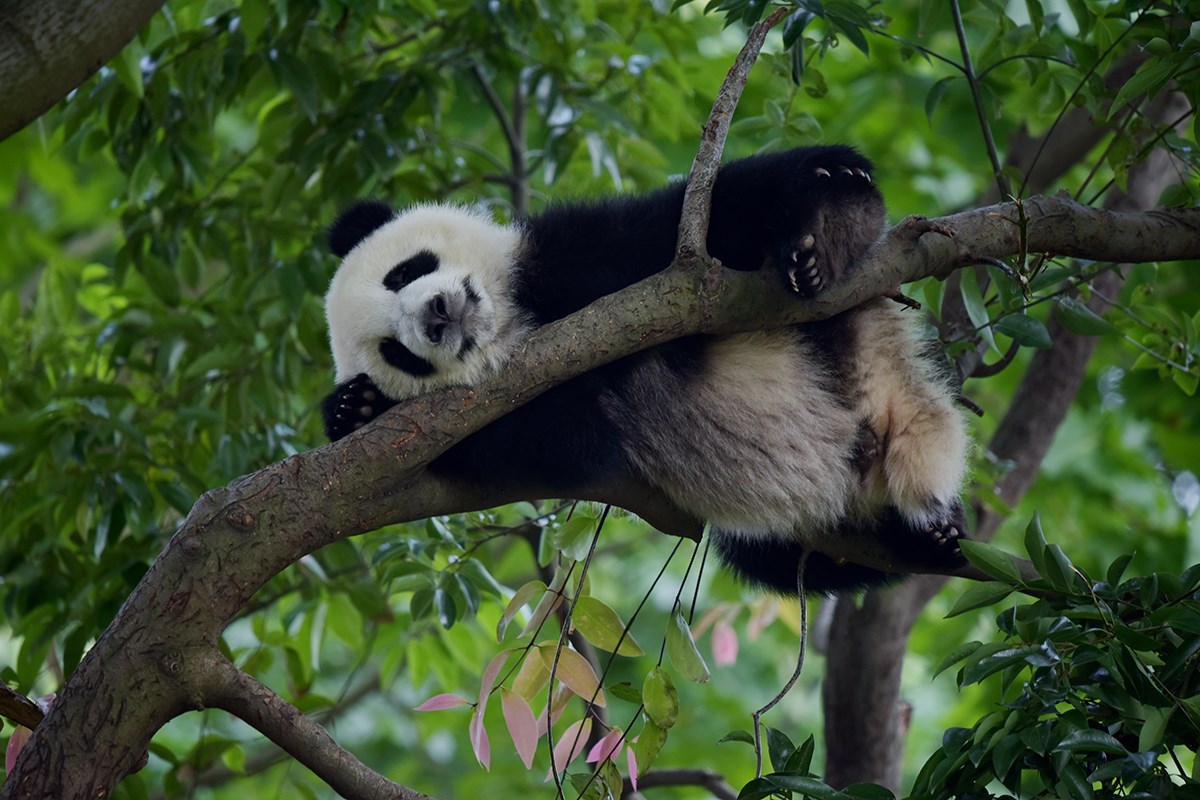 Giant Pandas in Chengdu | Foto da Liu Bin