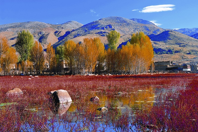 Red Grassland in Daocheng