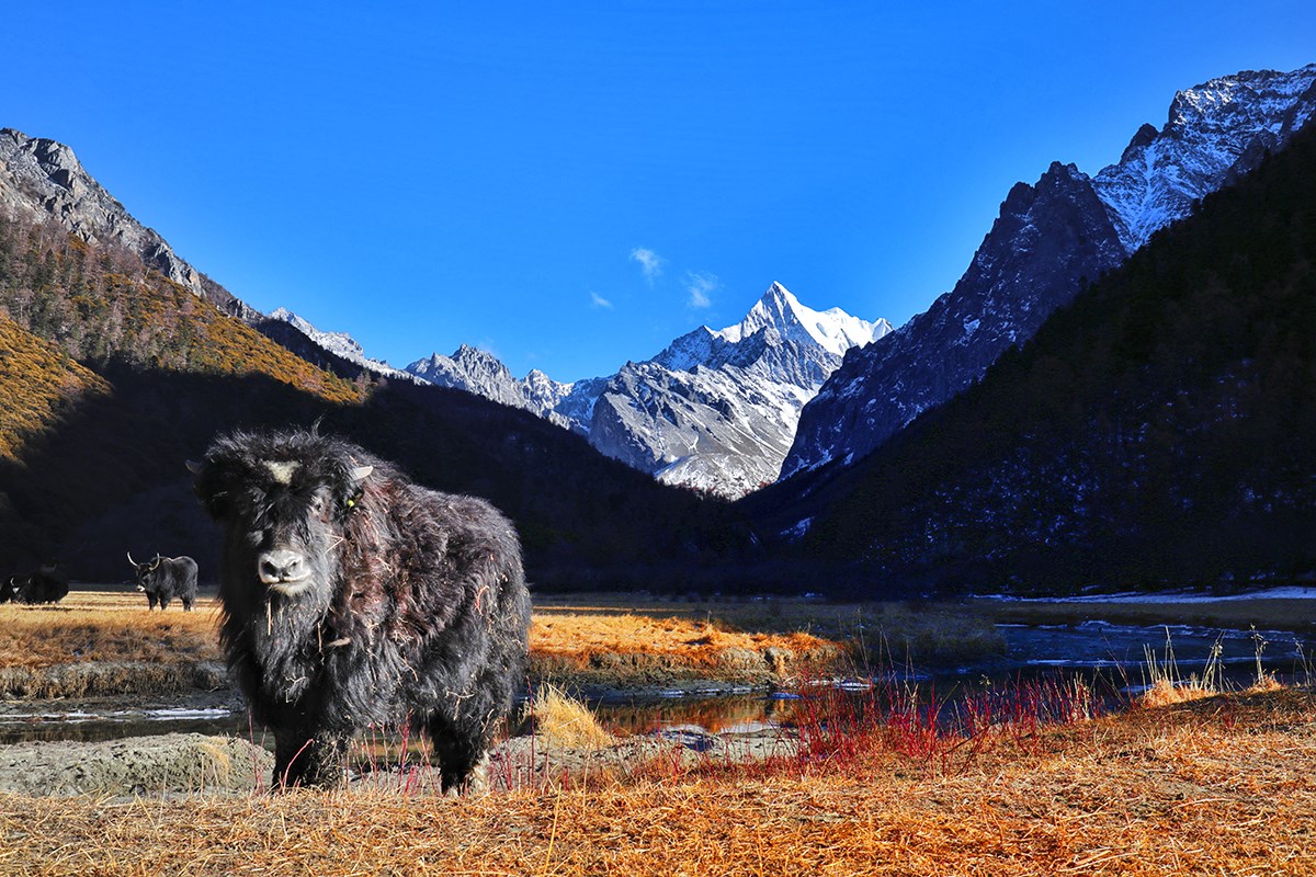 Xialuoduoji Mountain and Yak in Yading | Foto da Wang Lei