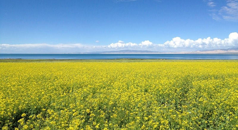 Koko Nor Lake (Qinghai Hu)